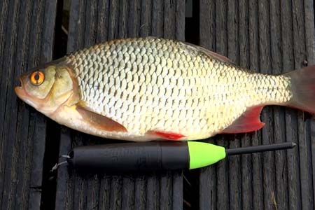 zombait-ile-turna-avı-20180214.jpg