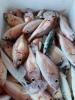 Mersin Taşucu Boğsak Özel Balık Avı Turları 