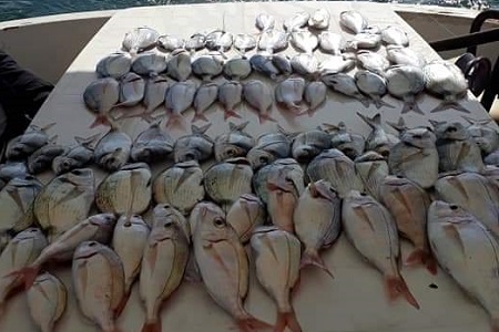 Didim Akbük Balık Turları Nevzat Kaptan